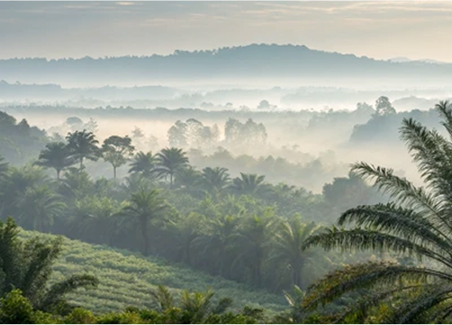 Palm Oil Supplier in Sumatra